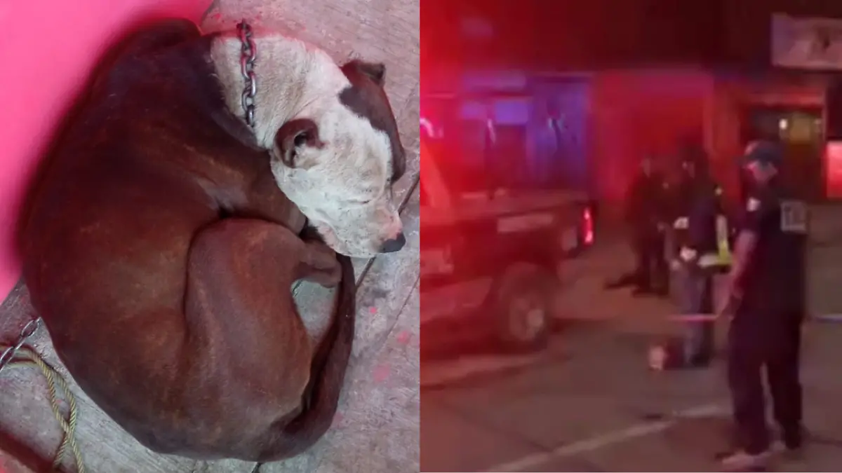 Pitbull involucrado en la muerte de un hombre Xicotepec es resguardado por PC